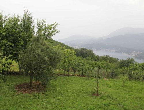 Ruralno domaćinstvo Stari mlin
